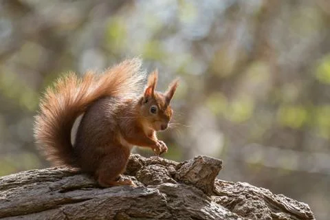 British native Red Squirrel on fallen tree on Brownsea Island, Dorset. Stock Photos