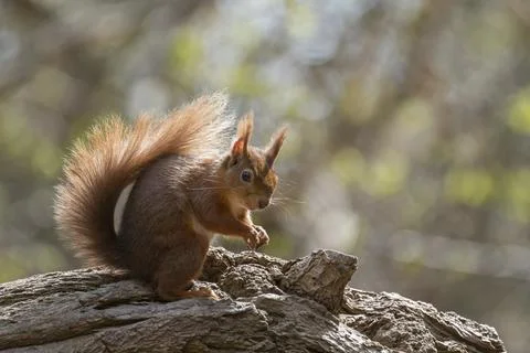 British native Red Squirrel on fallen tree on Brownsea Island, Dorset Stock Photos