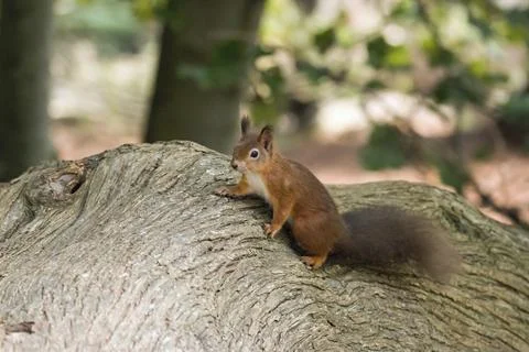 British native Red Squirrel on fallen tree on Brownsea Island, Dorset Stock Photos