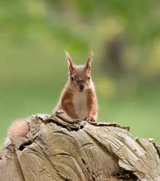 British native Red Squirrel on log on Brownsea Island, Dorset. Stock Photos