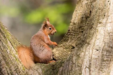 British native Red Squirrel in tree cleft on Brownsea Island, Dorset. Stock Photos
