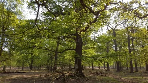 British Oak Tree in Spring Time. 4K Vídeos de archivo 106827928