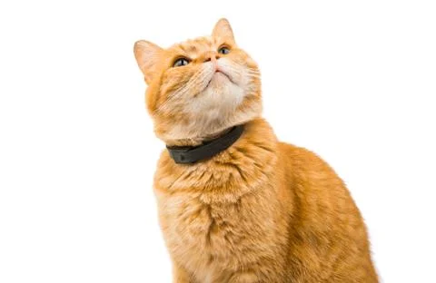 British red cat 写真素材
