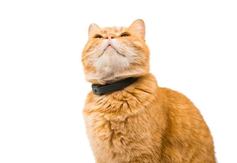 British red cat 写真素材