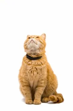 British red cat Stock Photos