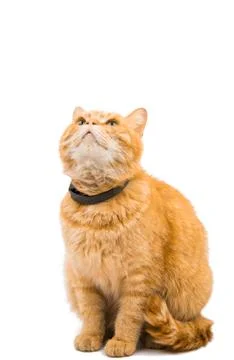 British red cat 写真素材