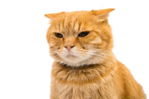 British red cat Stock Photos