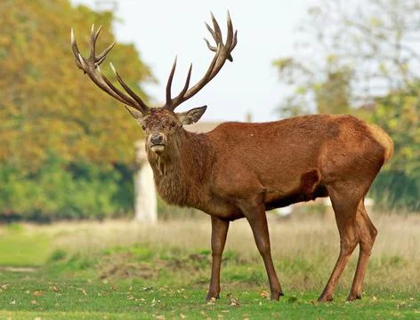 British Red Stag Stock Photos