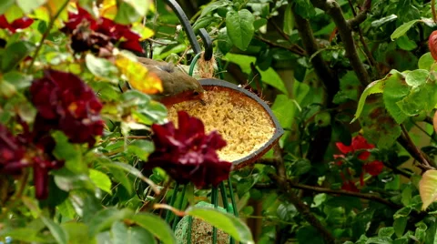 British robin pecking at a hanging half coconut next to red roses. Video stock 65327028