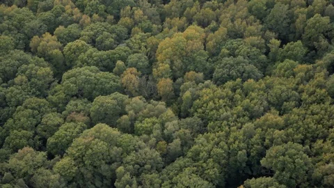 British rolling forests in summer at dusk aerial view Stock Footage 118263179
