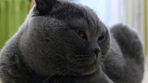 British Сat Resting And Looking At The Camera A Careful Look 스톡 동영상 73668639