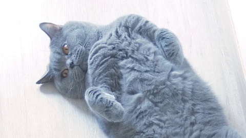 The British Scottish cat basks on its back and enjoys. Stock Footage 127251870