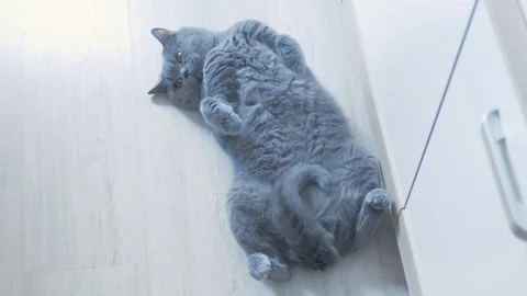 The British Scottish cat basks on its back and enjoys. Stock Footage 127251877