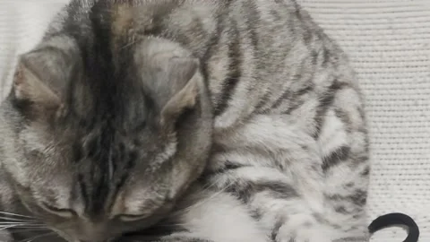 British Scottish Fold Cat Washes its Tongue. Happy Cat Washes. Stock Footage 230056636