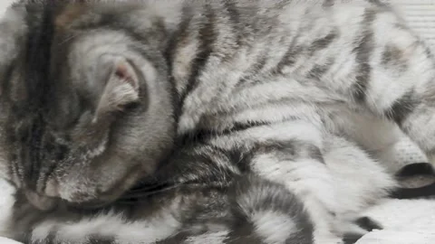 British Scottish Fold Cat Washes its Tongue. Happy Cat. Stock Footage 230056705