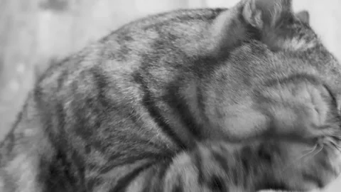 British Scottish Fold Cat is Washing Her Tongue. Happy Cat Washes. Stock-Footage 246544938