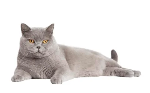 British short haired cat isolated Stock-Fotos