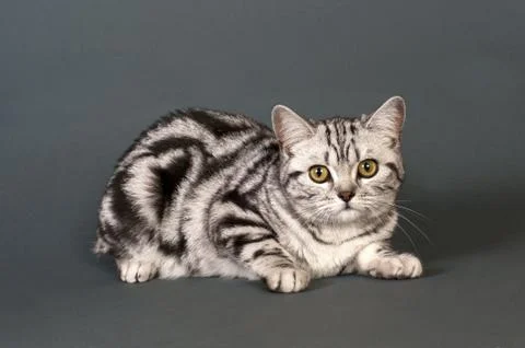 British short-haired cat 스톡 사진