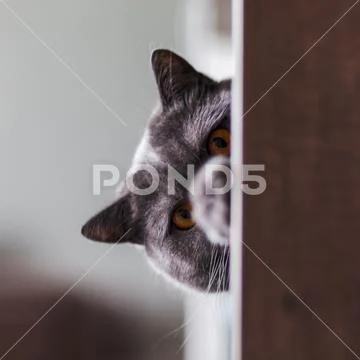 British shorthair cat closeup, looking directly at the camera. Stock Photos