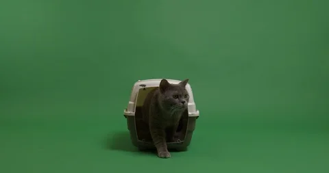 British Shorthair cat Stock Footage 102934804