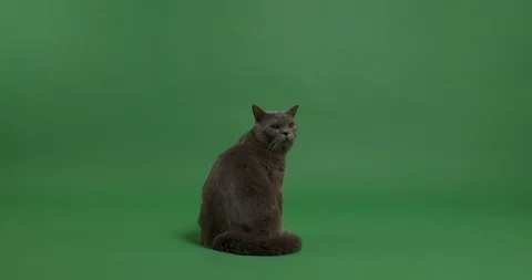 British Shorthair cat Stock Footage 102944977