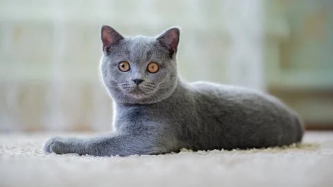 British Shorthair cat lies on a light carpet. Wallpaper. Stock Photos