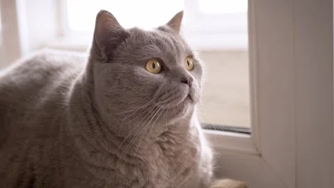 British Shorthair Cat Looking Through Window in Natural Soft Lighting 库存影片 339065626