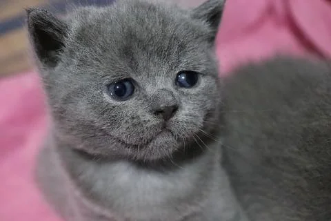 British shorthair kitten Stock Photos