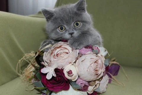 British shorthair kitten stands on the colorful flower Stock Photos