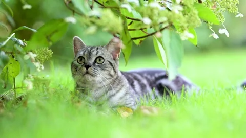 British shorthair silver tabby kitten walking in back yard on bright summer day Vídeos de archivo 252107349