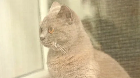 British Shorthair By The Window Stock-Footage 43676849