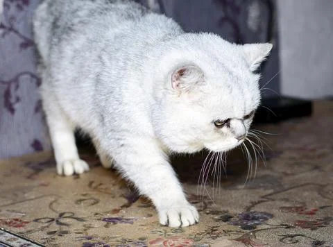 British silver chinchilla on the table Stock Photos