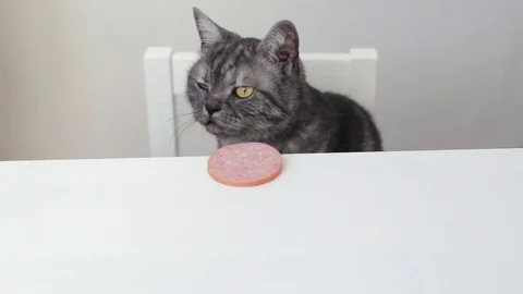 British smoke tabby cat Stock Footage 71369908