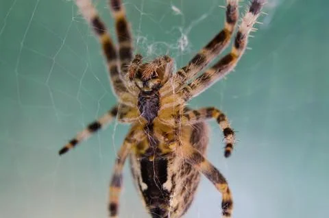 British spider underside macro showing anatomical detail Stock-Fotos