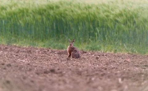 British Spring Hare (Jack Rabbit) Sitting In A Field During A Spring Evening Stock Photos