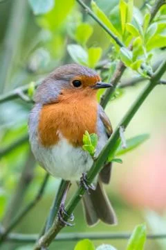 British springtime robin Stock Photos