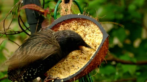 British starling pecking at a hanging half coconut. Stock-Footage 65327071