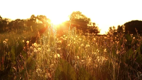 British summertime meadow in full bloom Stock-Footage 72397765