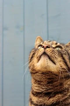 British tabby cat Stock Photos