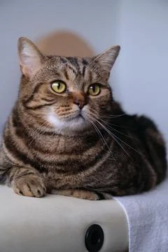 British tabby cat posing for the camera 스톡 사진