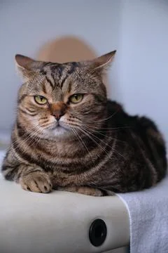 British tabby cat posing for the camera 스톡 사진