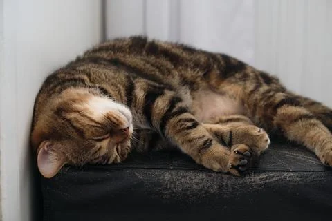 British Tabby Cat is sleeping Foto stock
