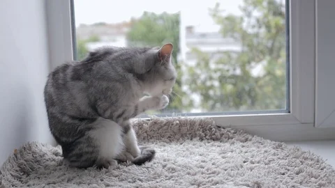 British tabby cat on window sill washing herself Stock Footage 80834955