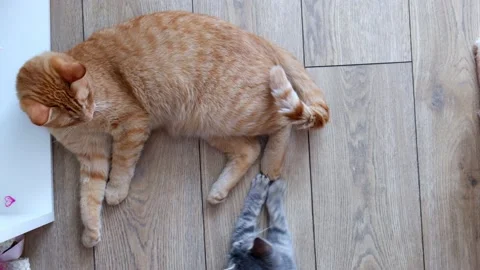 British tabby kitten and ginger domestic funny cats play with paws. Stock Footage 160363161