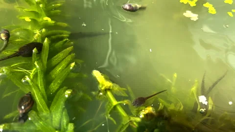 British Tadpoles, swimming and developing into frogs. Video stock 156533234