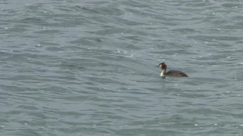 British Water Bird Video stock 10763439