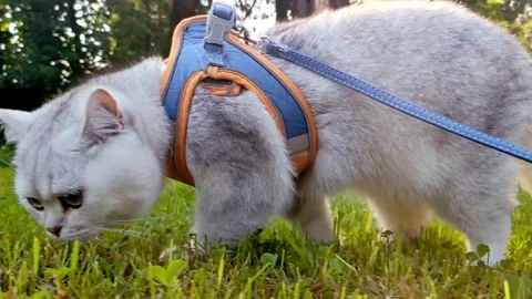British white cat, walking in an harness on the grass, in summer Stock Footage 210243283
