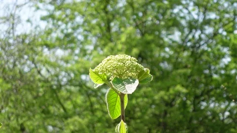 British Wildflower in Spring Video stock 188344379