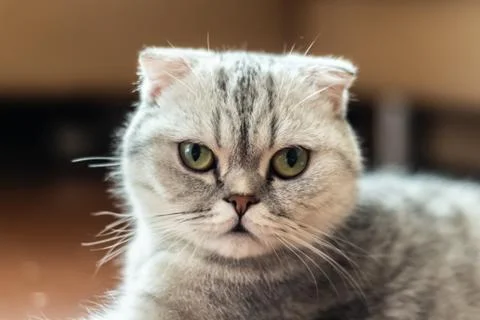 Briton grey cat 写真素材