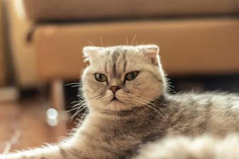 Briton grey cat 写真素材
